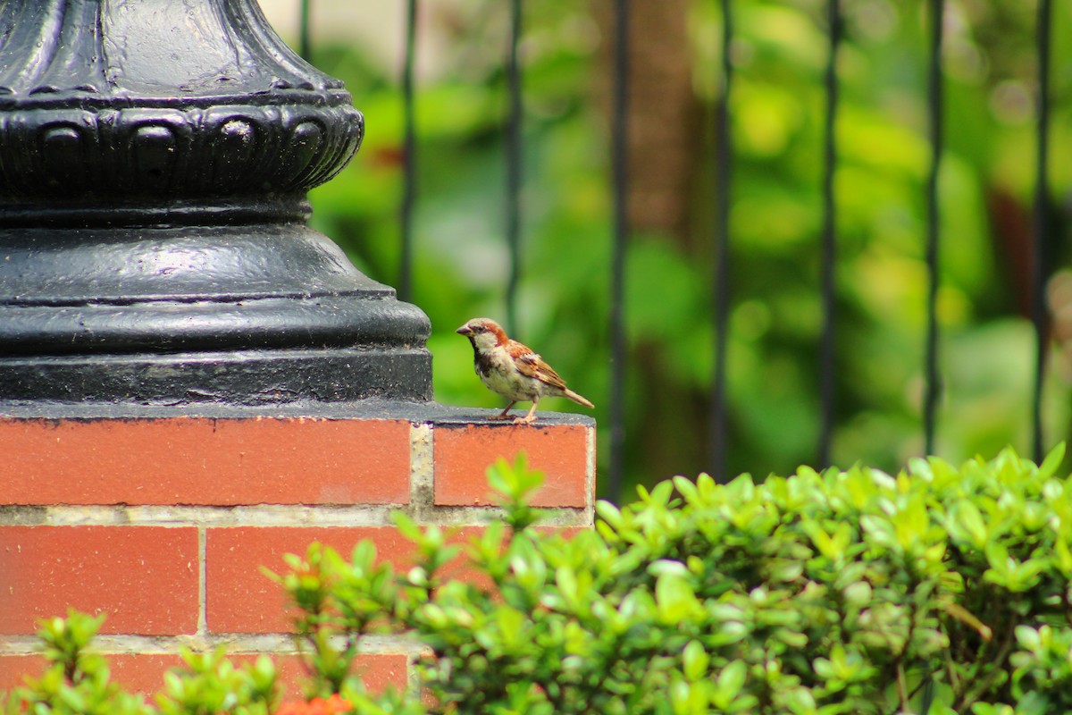 House Sparrow - ML638515904