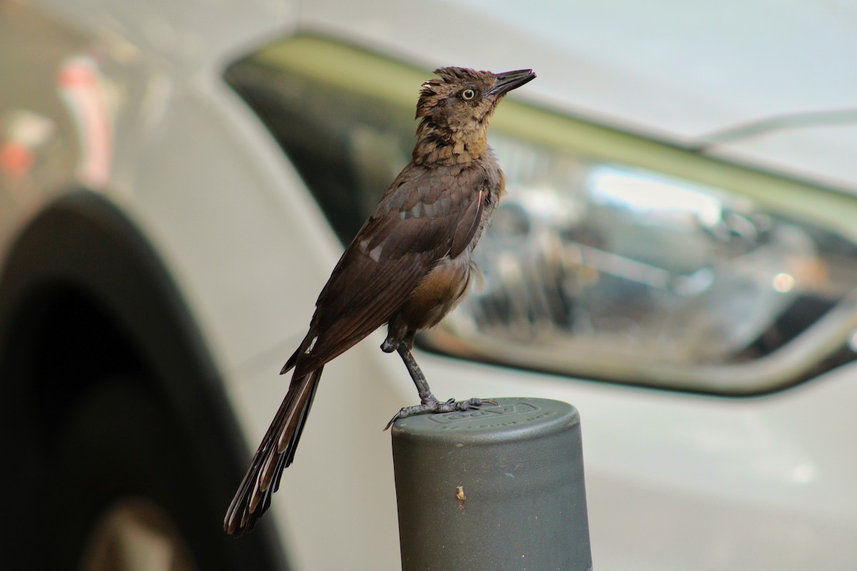 Great-tailed Grackle - ML638516008