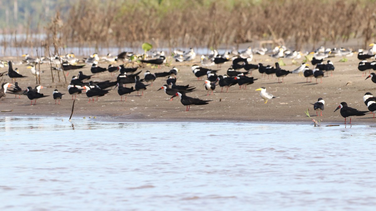 Black Skimmer - ML638516076
