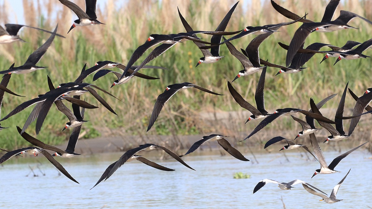 Black Skimmer - ML638516078