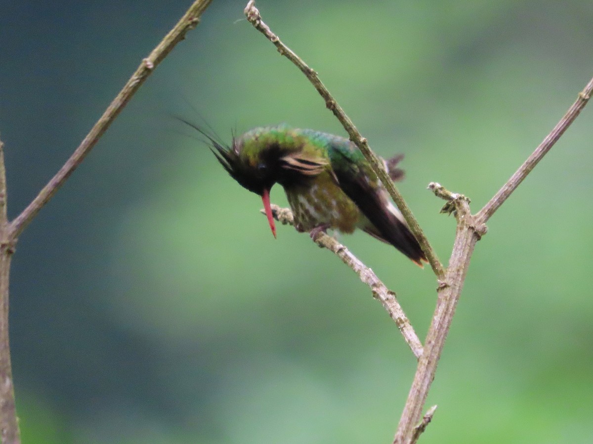 Black-crested Coquette - ML638516145