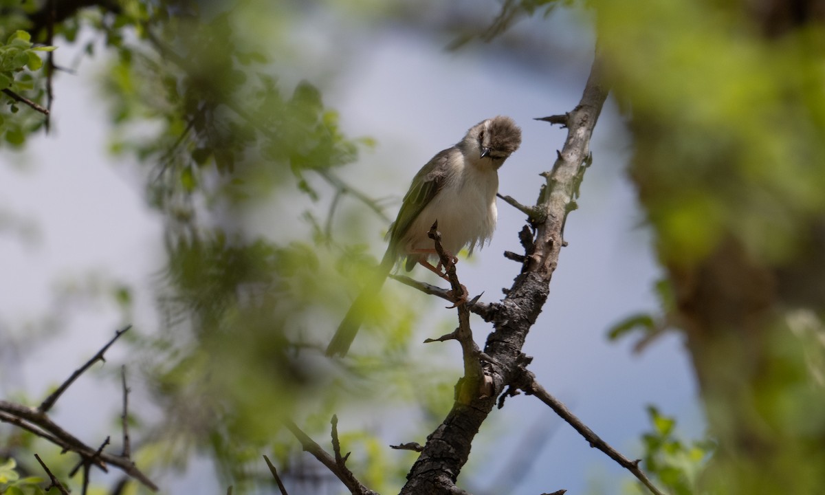 Prinia pâle - ML638516180