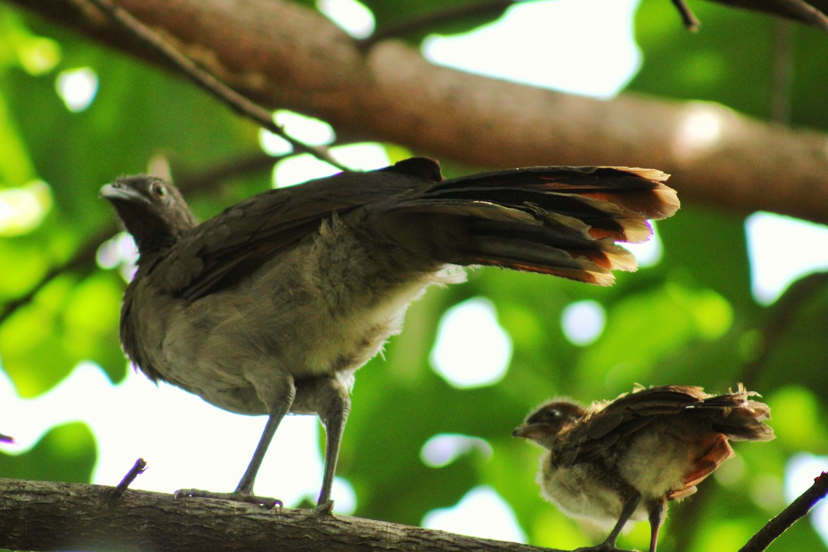 Gray-headed Chachalaca - ML638516210