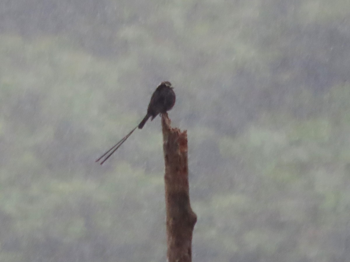 Long-tailed Tyrant - ML638516214