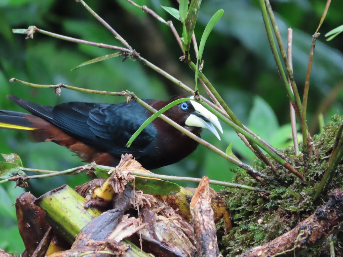 Chestnut-headed Oropendola - ML638516239