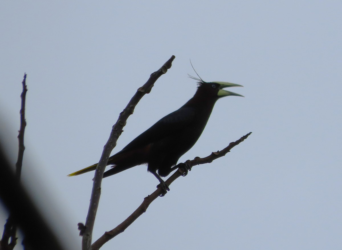 Chestnut-headed Oropendola - ML638516242