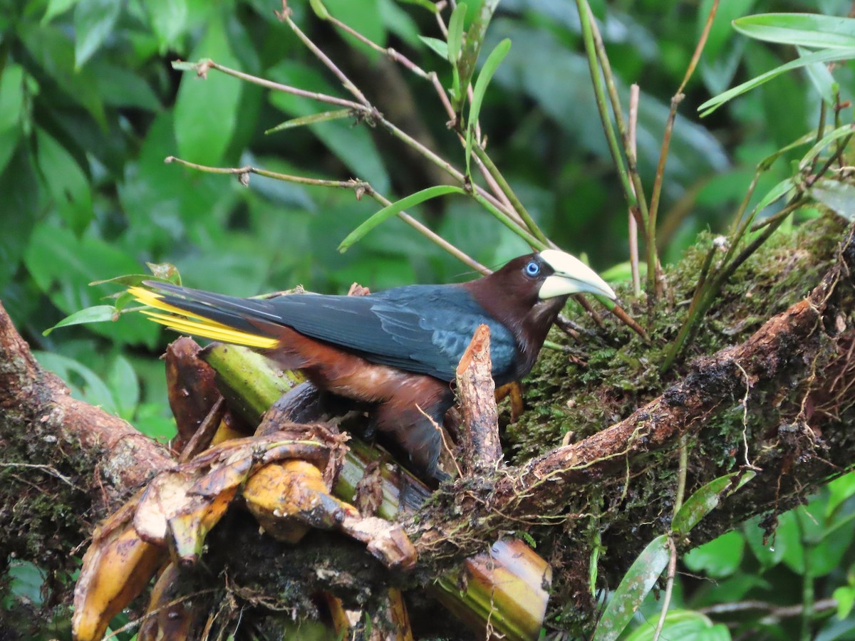 Chestnut-headed Oropendola - ML638516243