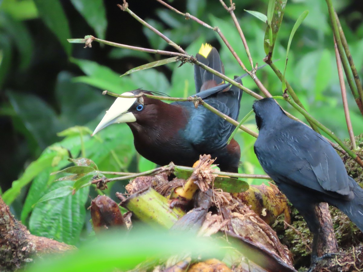 Chestnut-headed Oropendola - ML638516249