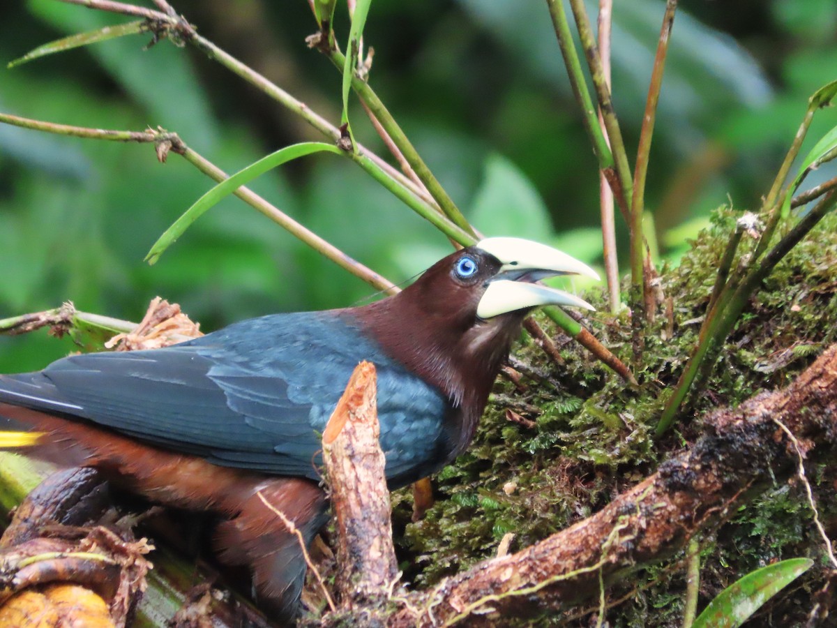 Chestnut-headed Oropendola - ML638516251