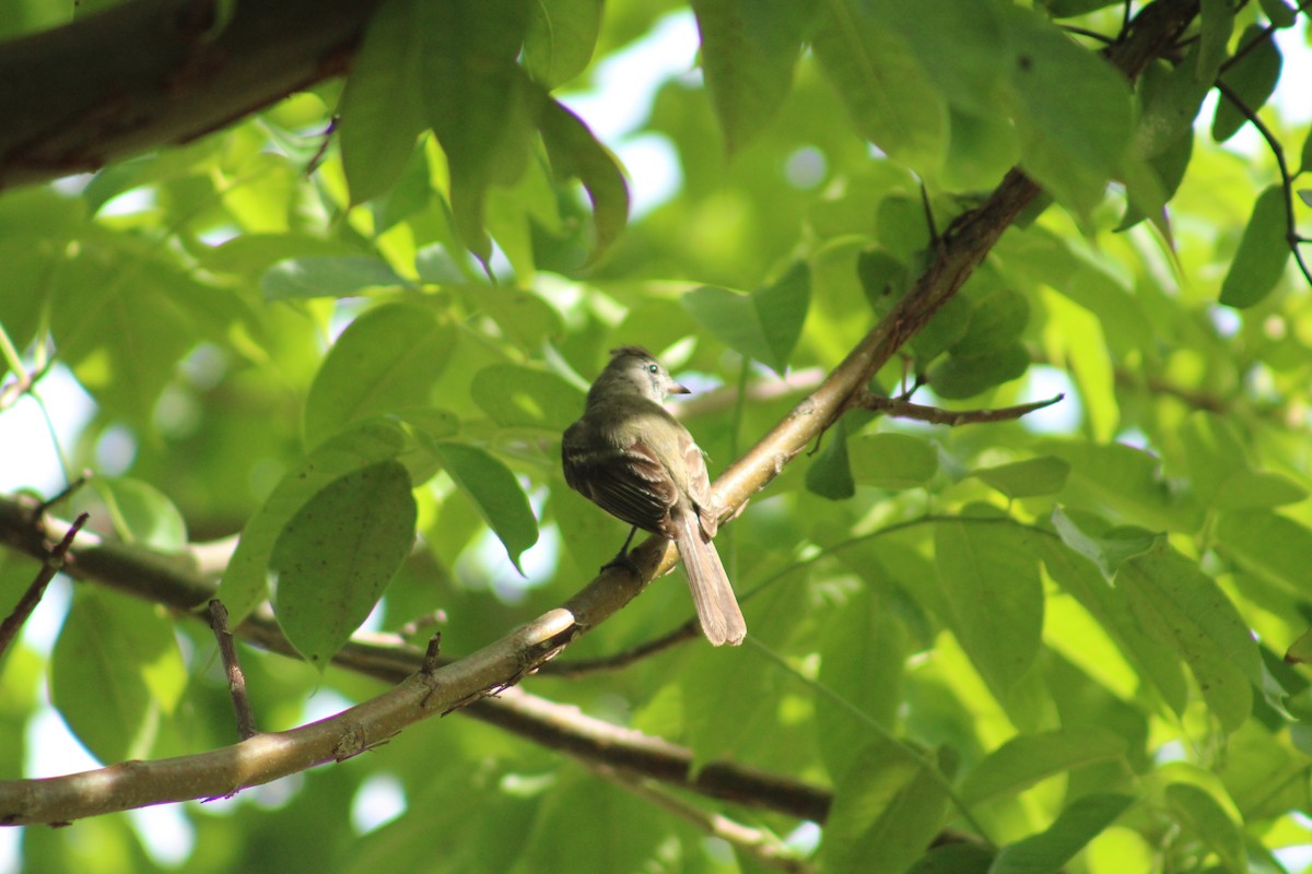 Yellow-bellied Elaenia - ML638516281
