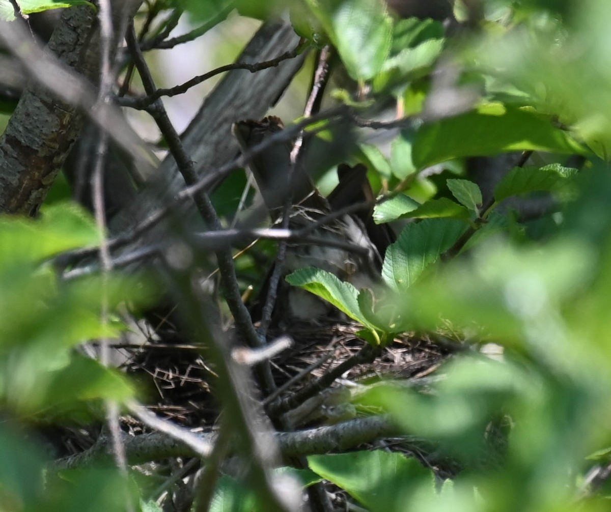 thrush sp. - ML638516293