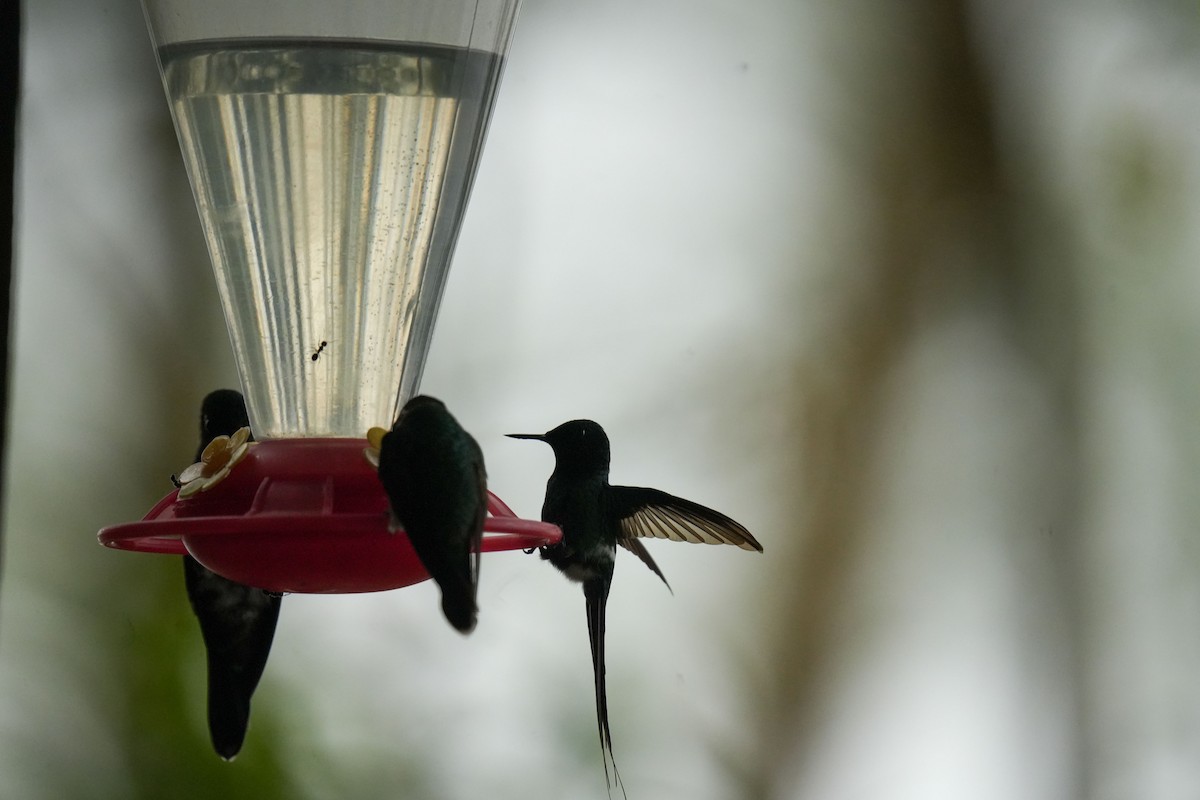 Green Thorntail - ML638516311