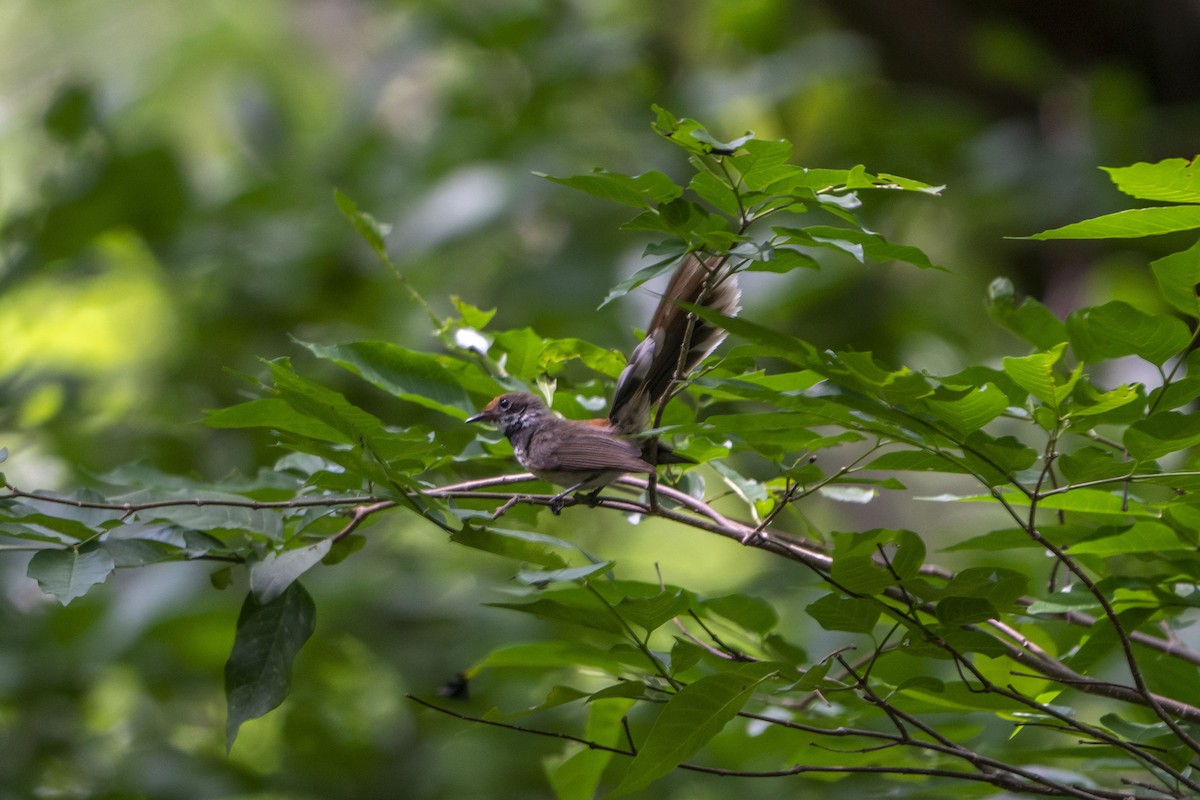 Supertramp Fantail (Lesser Sundas) - ML638516315