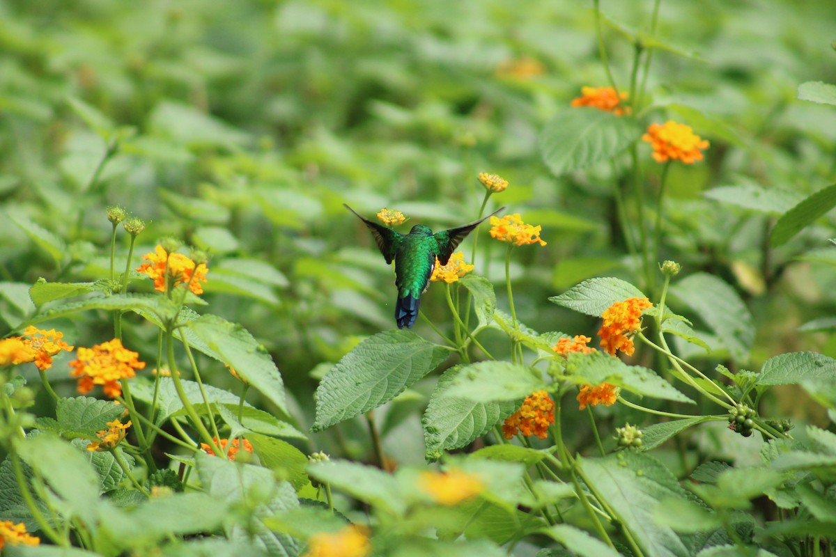 Garden Emerald - ML638516334