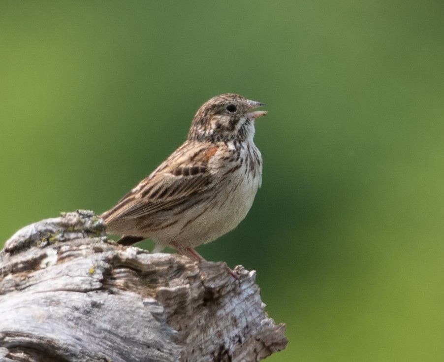 Vesper Sparrow - ML638516377
