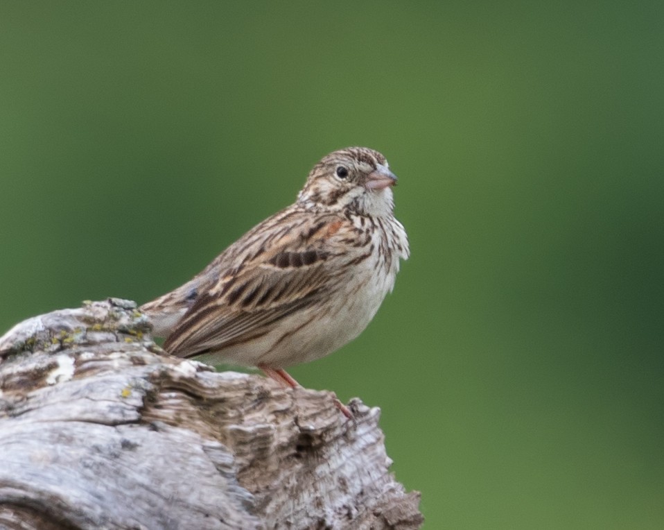 Vesper Sparrow - ML638516381