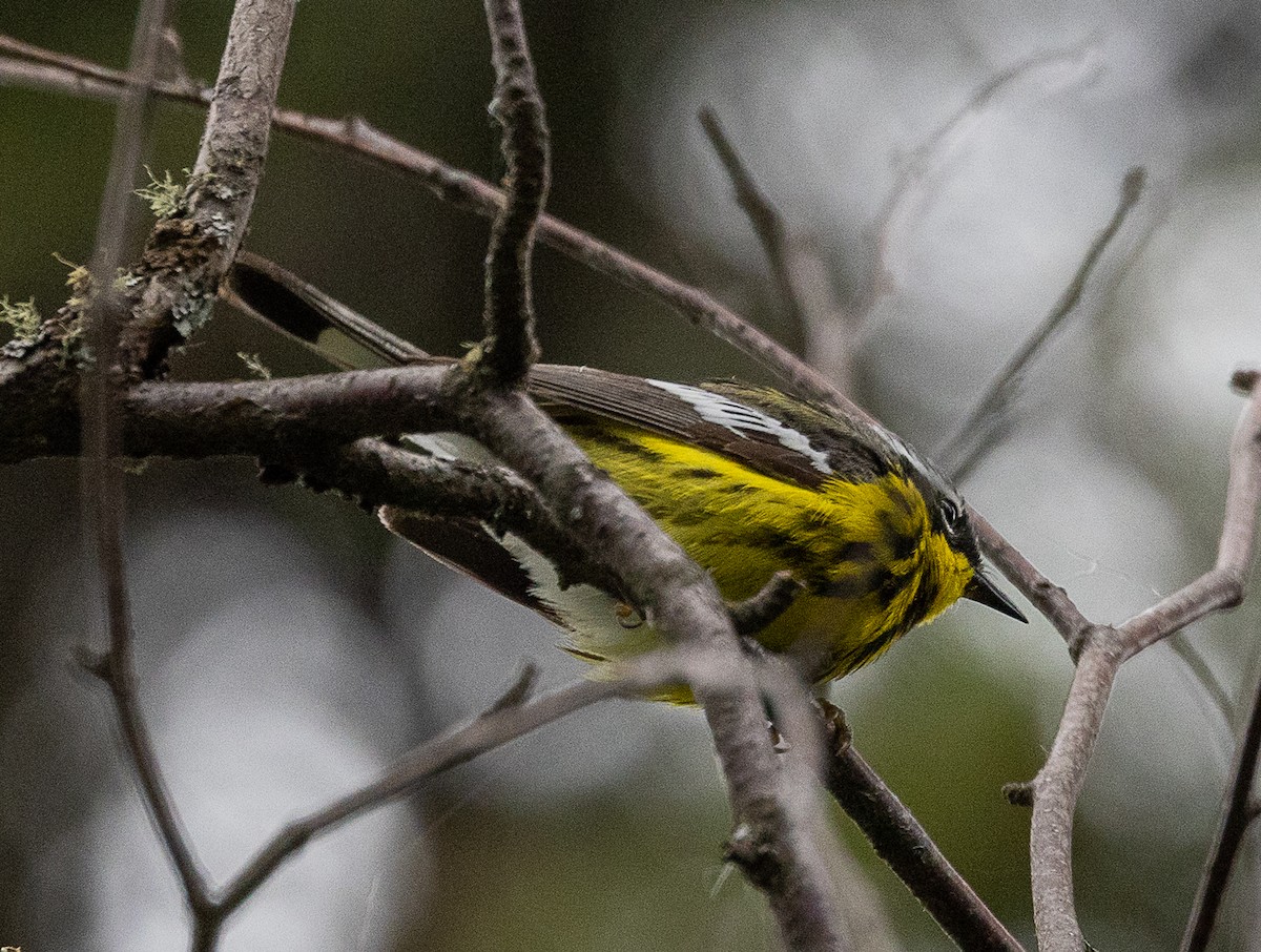 Magnolia Warbler - ML638516441