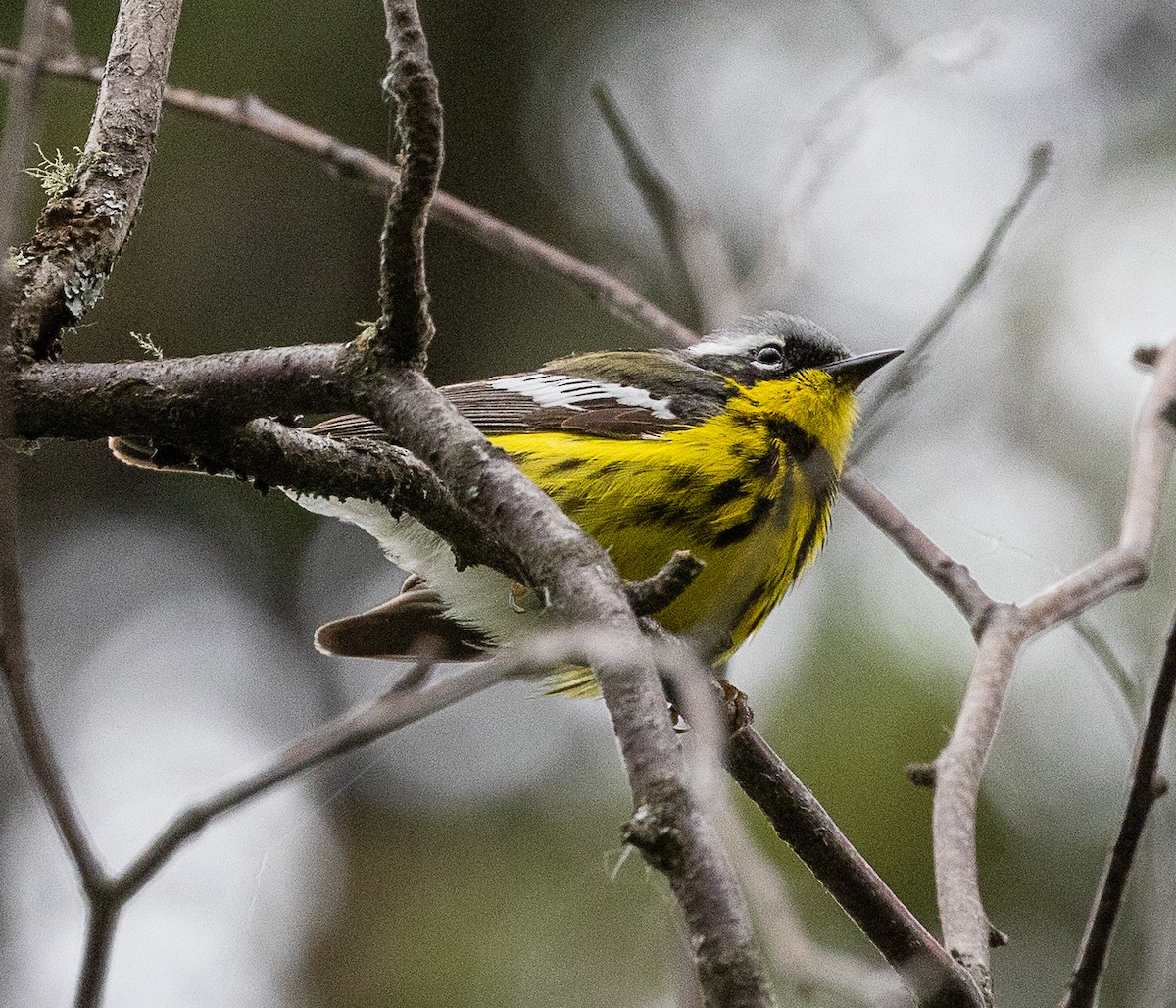 Magnolia Warbler - ML638516442