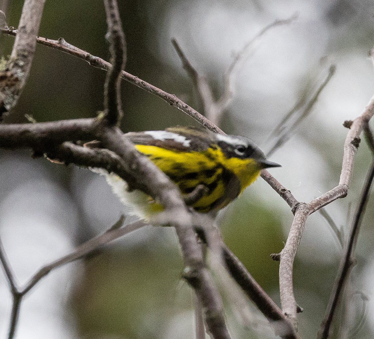 Magnolia Warbler - ML638516443