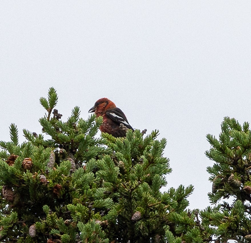 White-winged Crossbill - ML638516447