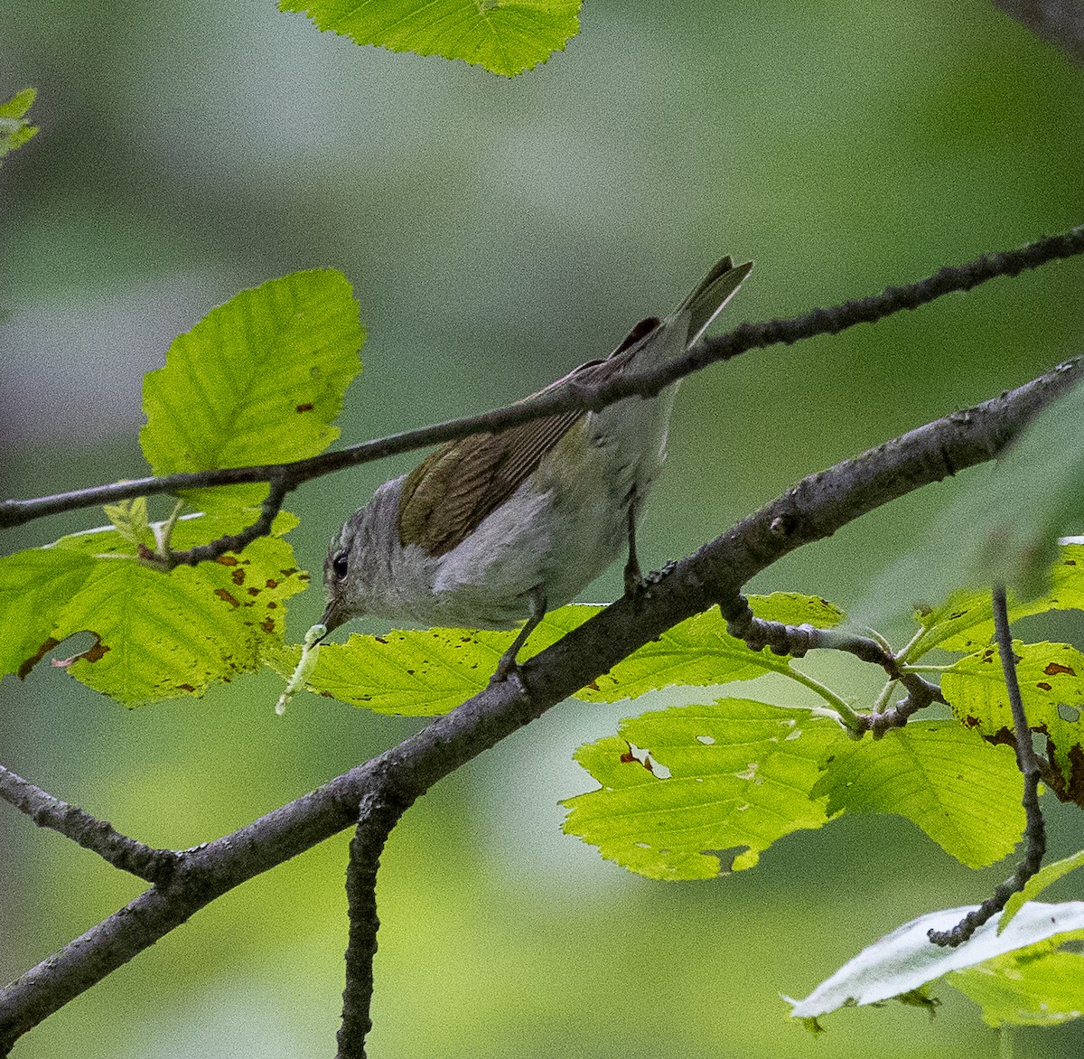 Tennessee Warbler - ML638516458
