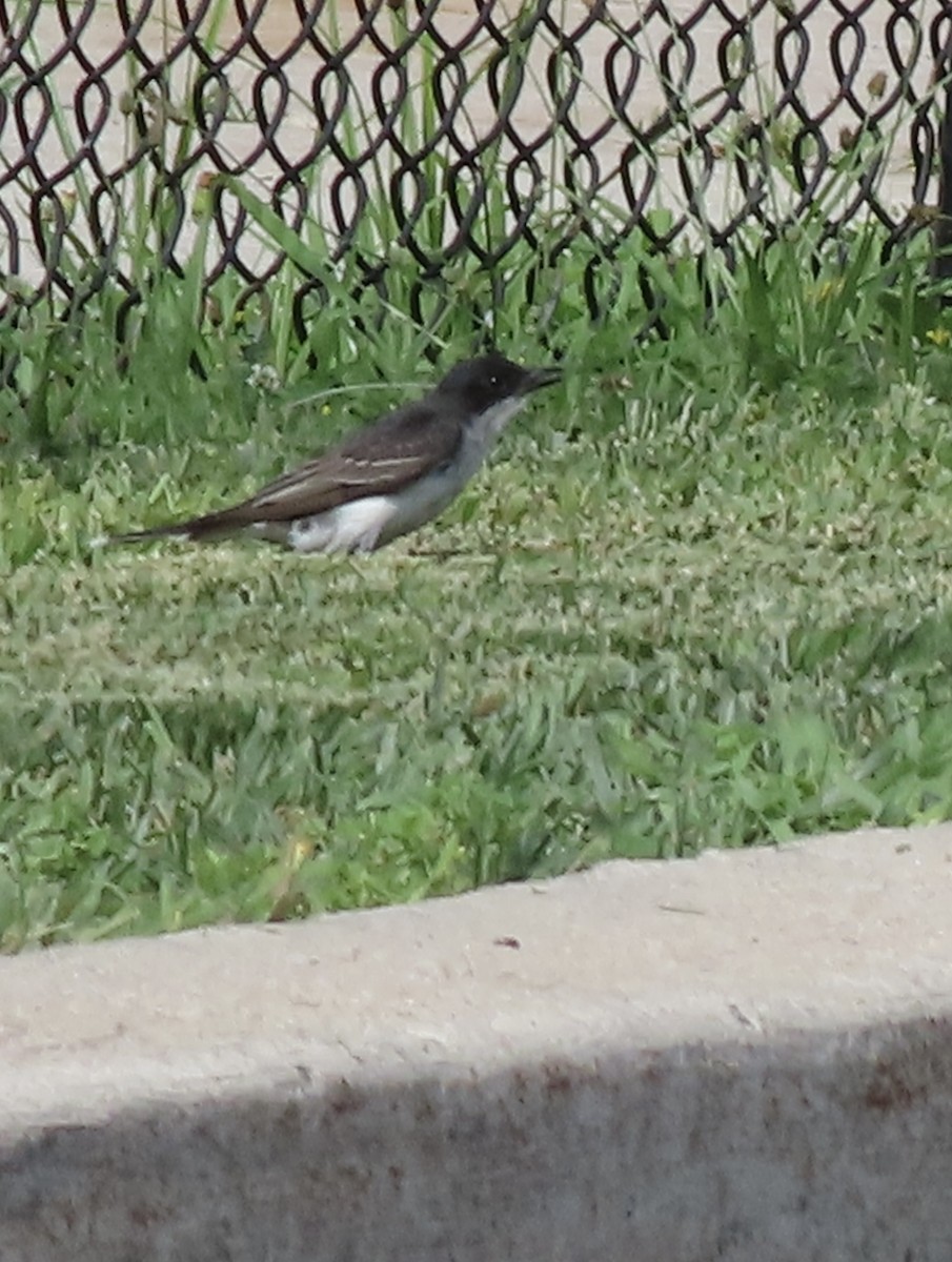 Eastern Kingbird - ML638516466