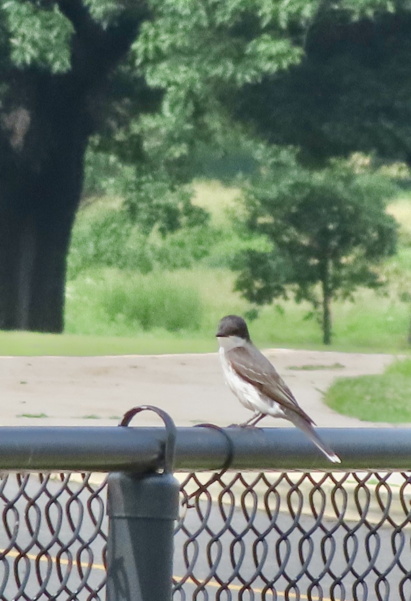 Eastern Kingbird - ML638516467