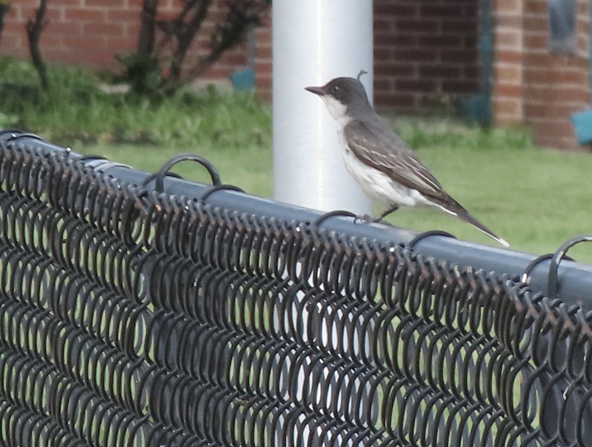 Eastern Kingbird - ML638516468