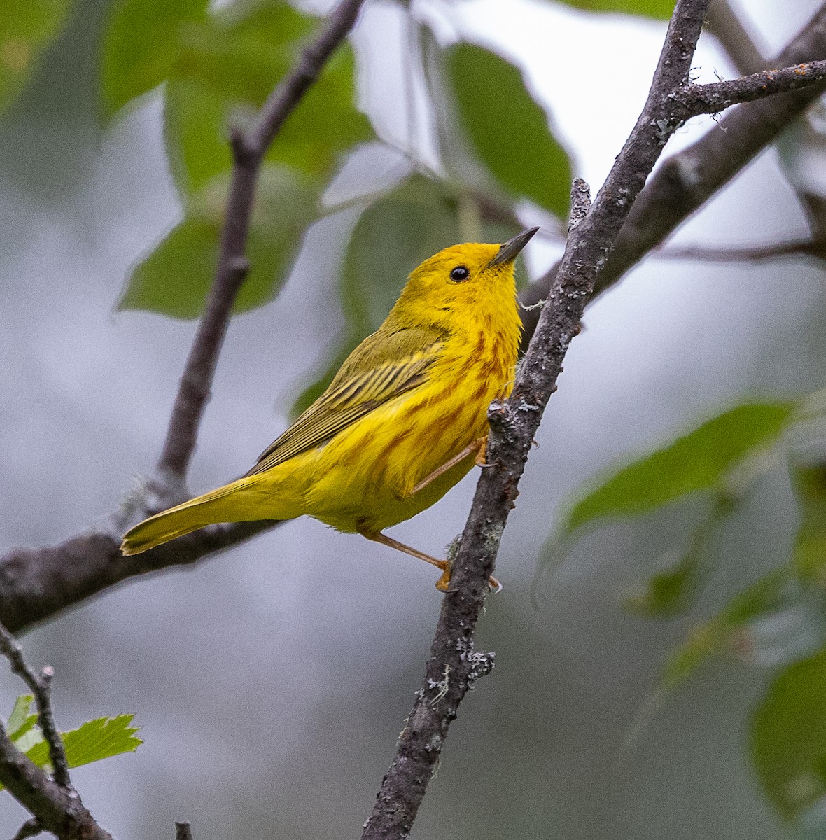 Yellow Warbler (Northern) - ML638516469
