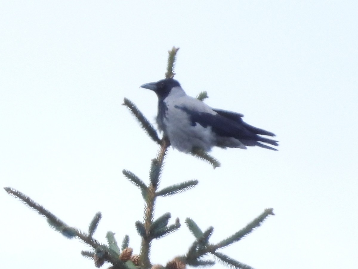 Hooded Crow - ML638516472