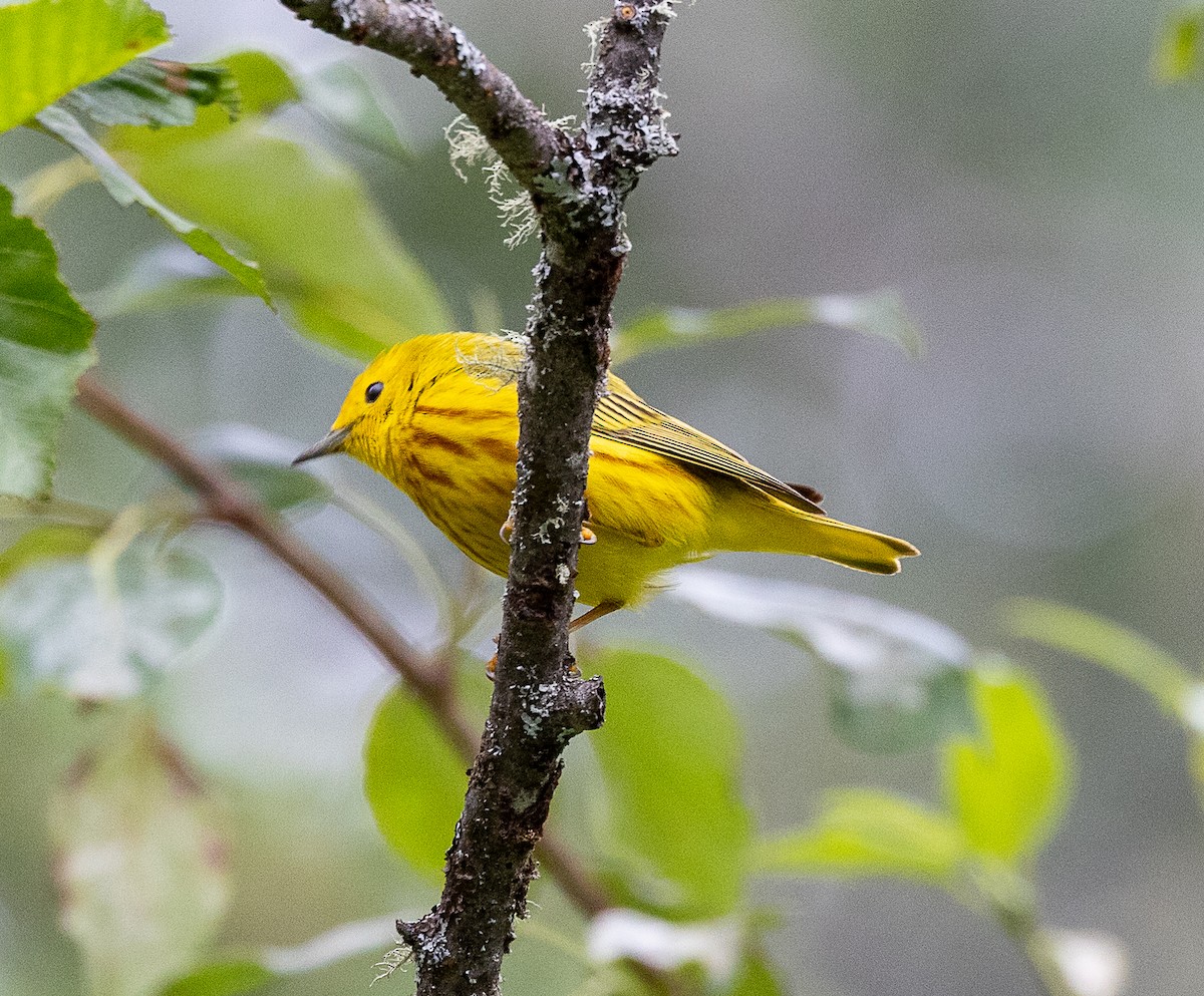 Yellow Warbler (Northern) - ML638516475