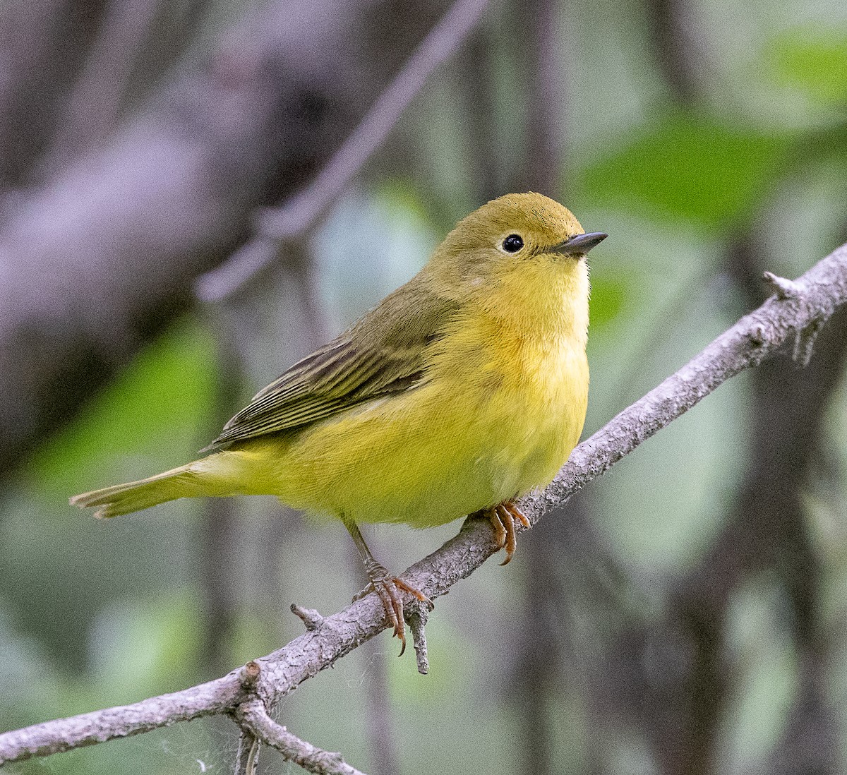 Yellow Warbler (Northern) - ML638516476