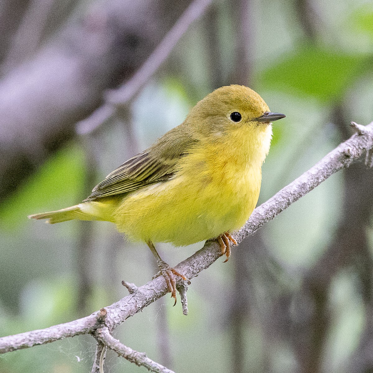 Yellow Warbler (Northern) - ML638516477