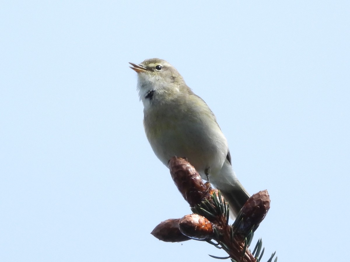 Willow Warbler - ML638516489
