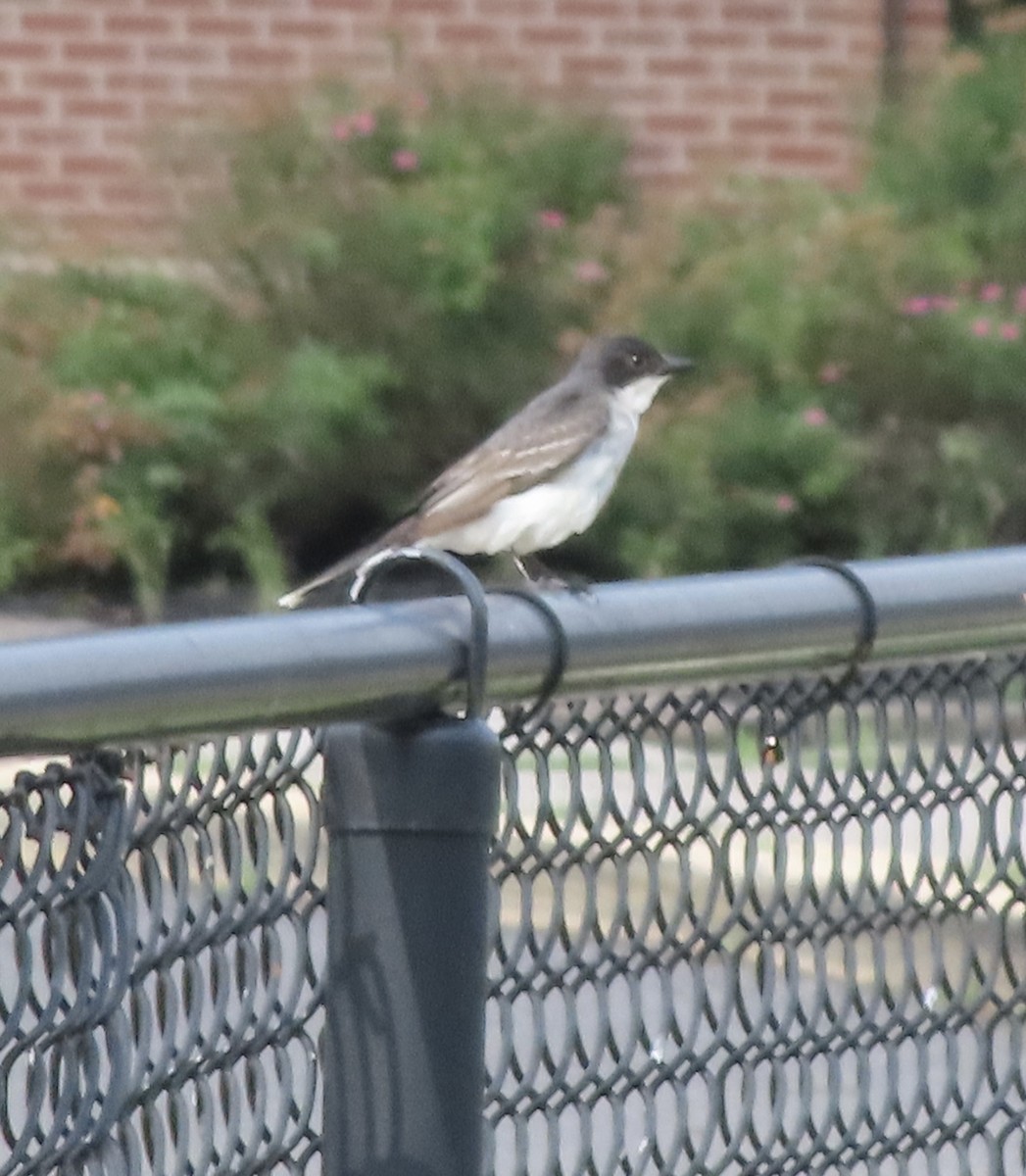 Eastern Kingbird - ML638516494