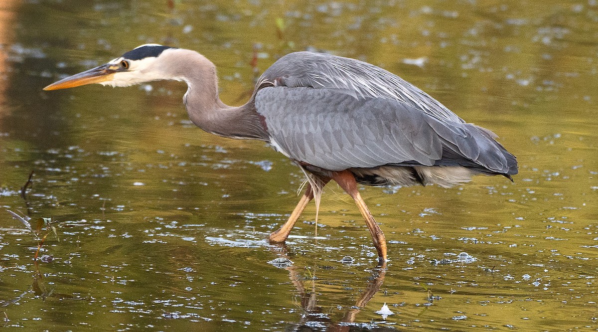 Great Blue Heron - ML638516495