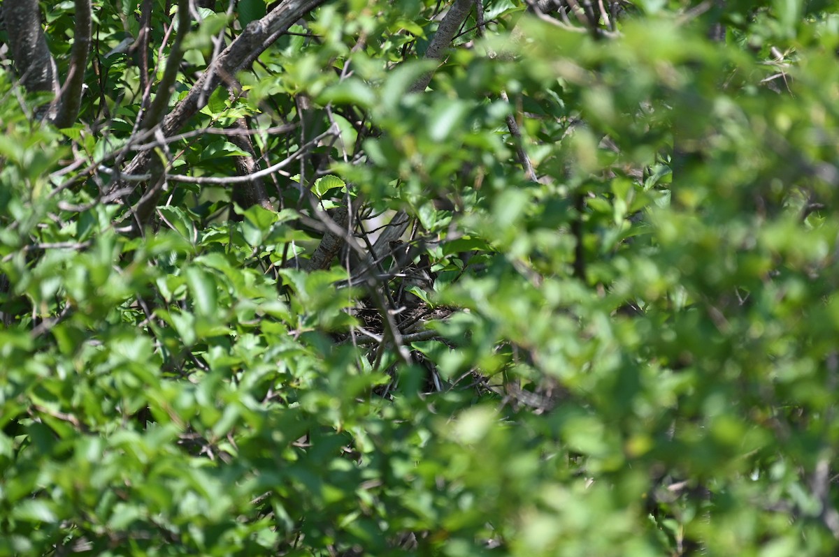thrush sp. - ML638516498