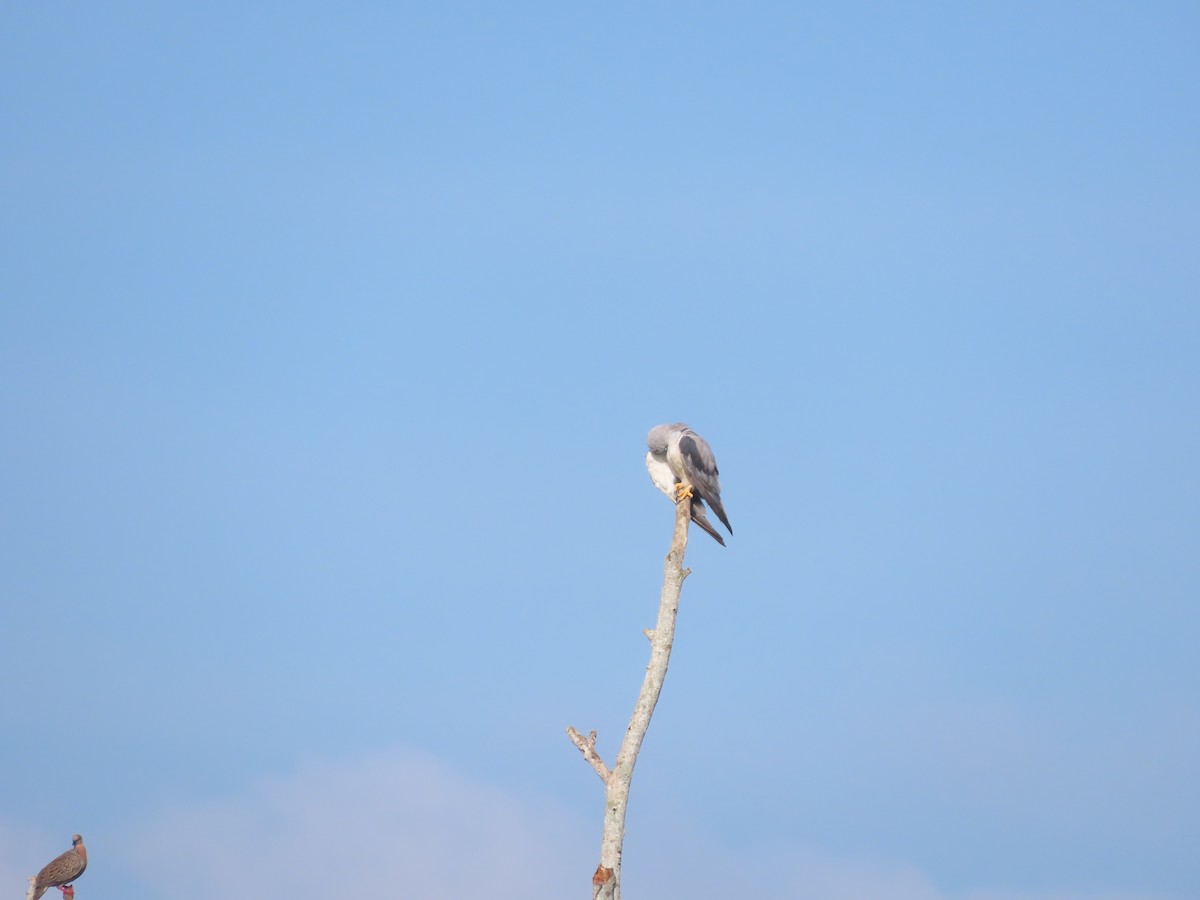 Black-winged Kite - ML638516515