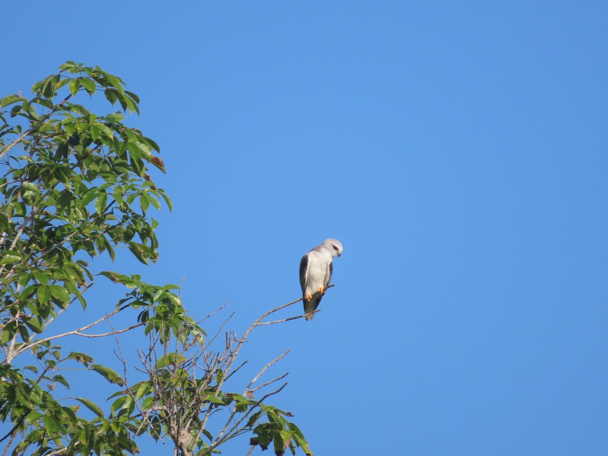 Black-winged Kite - ML638516516