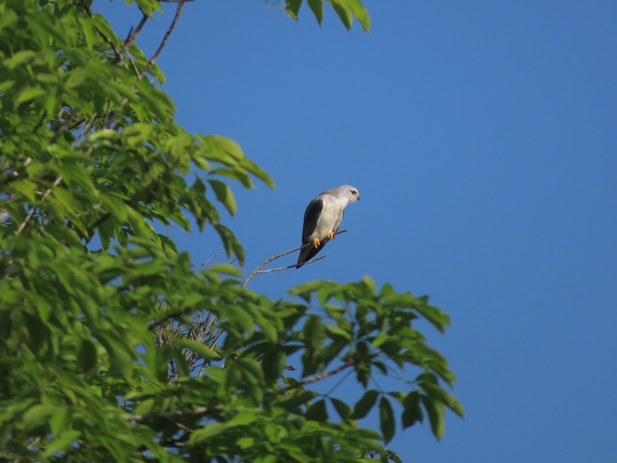Black-winged Kite - ML638516517