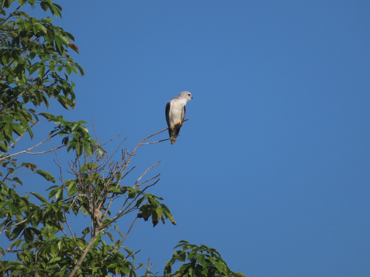 Black-winged Kite - ML638516518