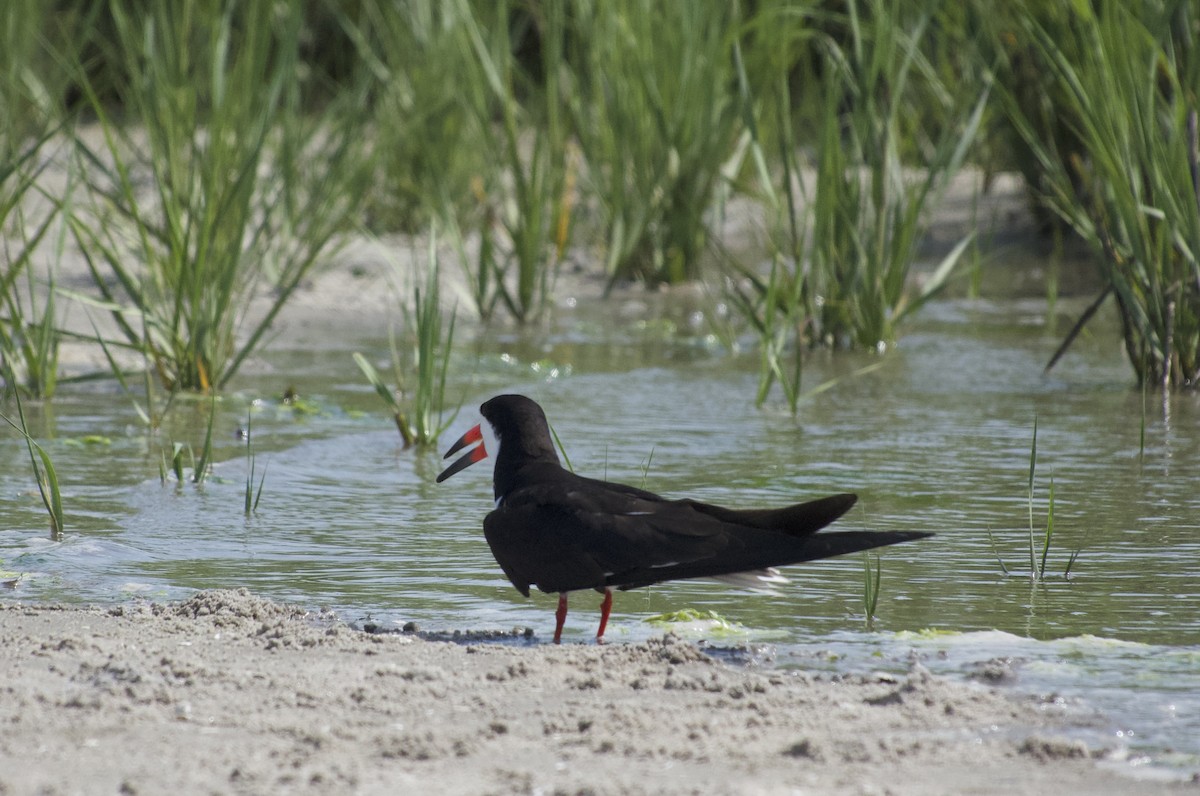 Black Skimmer - ML638516524