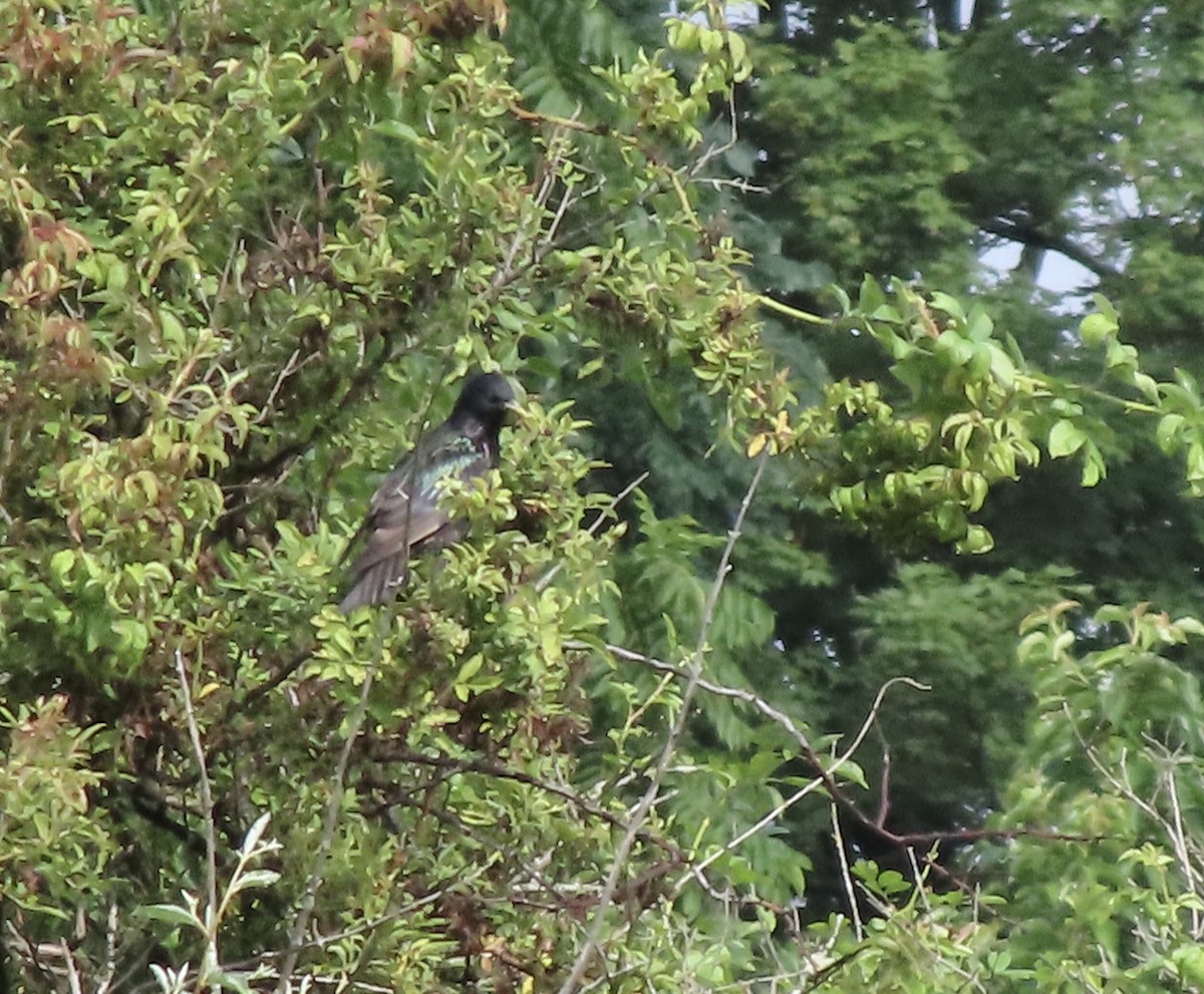 European Starling - ML638516525