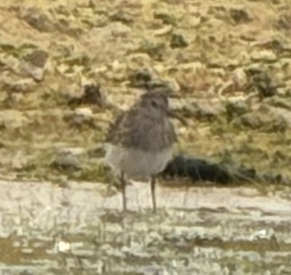 Pectoral Sandpiper - ML638516556