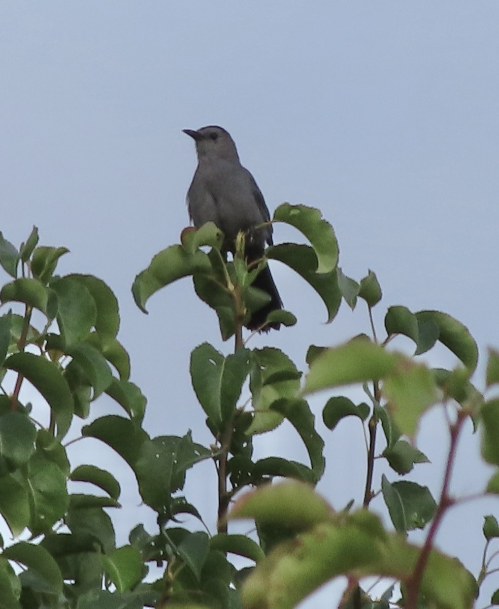 Gray Catbird - ML638516578