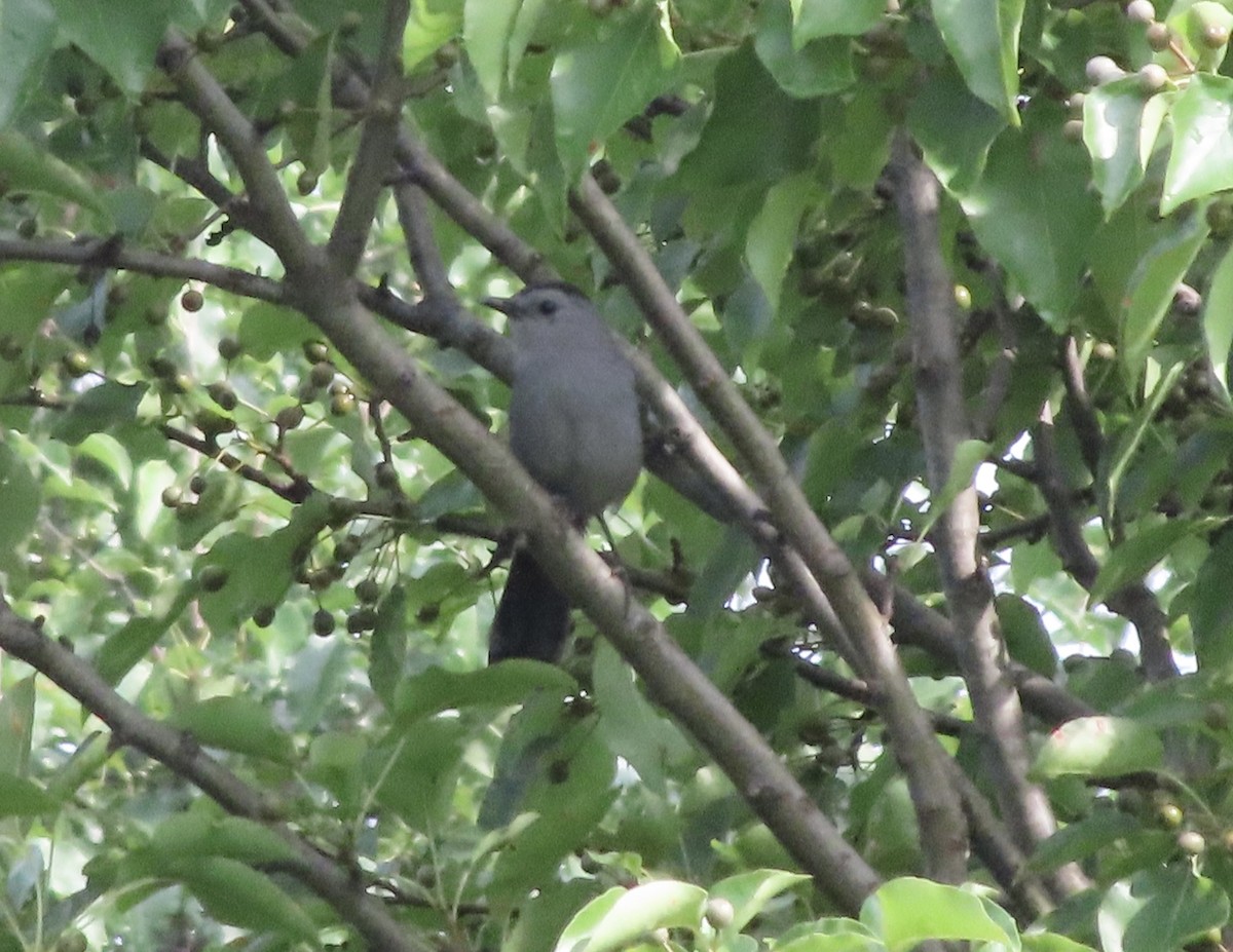 Gray Catbird - ML638516579