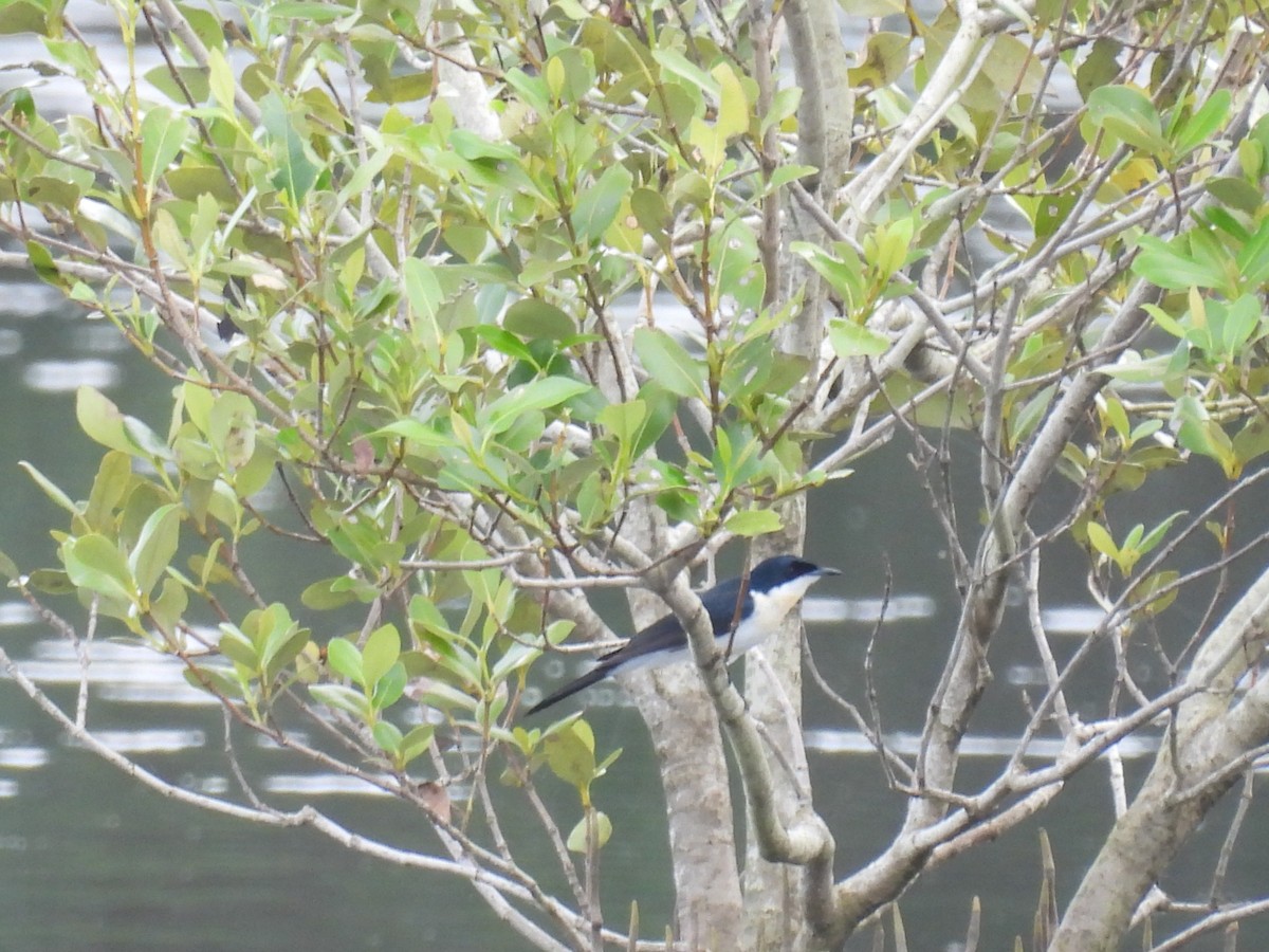 Restless Flycatcher - ML638516591