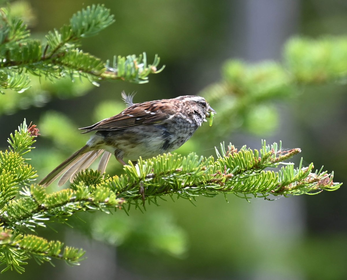 White-throated Sparrow - ML638516600