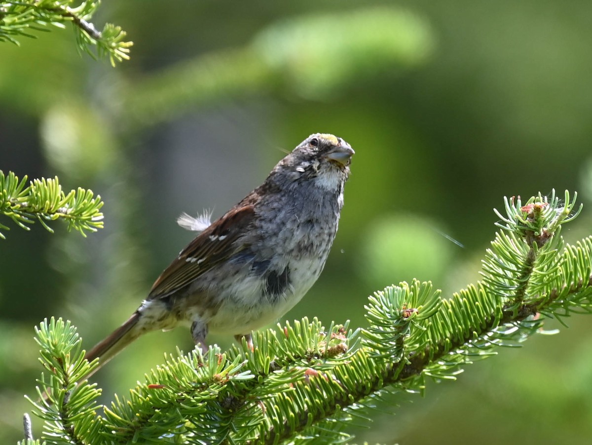 White-throated Sparrow - ML638516603
