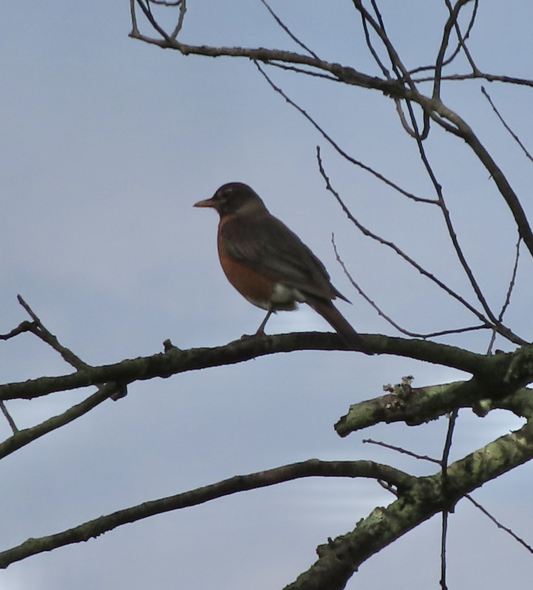 American Robin - ML638516605